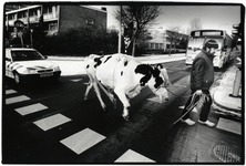 403011 Afbeelding van een boer uit Nijkerk met zijn koe Mappie 150 onder politiebegelieidng op de kruising van de Van ...